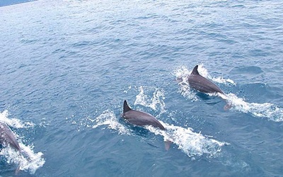 「鯨世界賞鯨生態之旅」Blog遊記的精采圖片